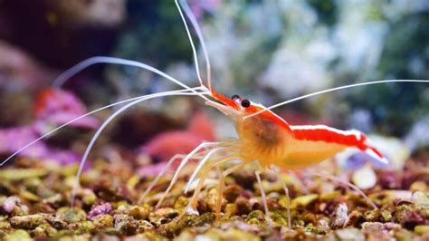 Cleaner Shrimp: Popular Types & Full Care Guide (Setup & Diet)