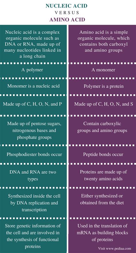 Difference Between Nucleic Acid and Amino Acid | Definition, Structure of Molecule, Role inside ...