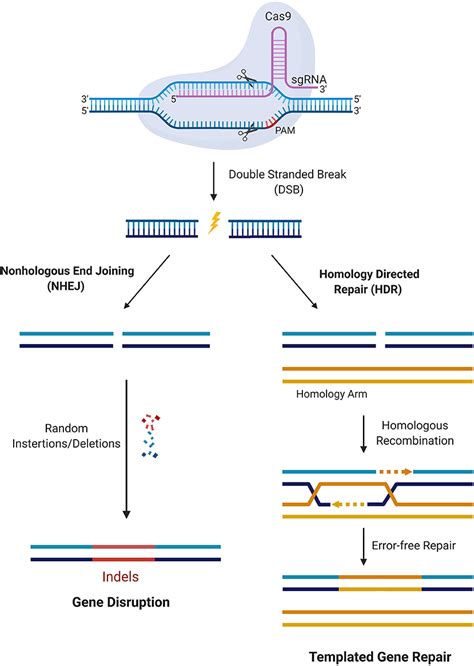 Crispr Cas9 Gene Therapy