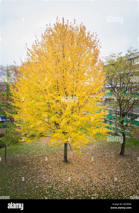 Tree With Yellow Leaves In Autumn In Courtyard Of Apartment Block