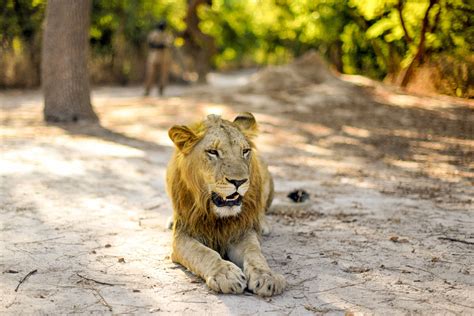Senegal Safari & Accommodation Images | Fathala Wildlife Reserve