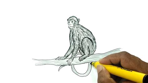 How To Draw A Monkey Youtube