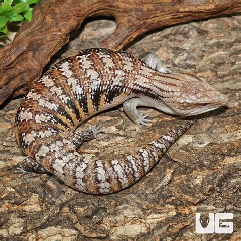 Baby Northern Blue Tongue Skinks For Sale Underground Reptiles