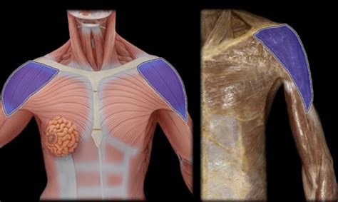 Prelab 8 Muscles Of Upper Limb Lab Practical Flashcards Quizlet