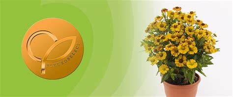 Helenium Hayday Wins FleuroSelect Gold Medal Syngenta Flowers