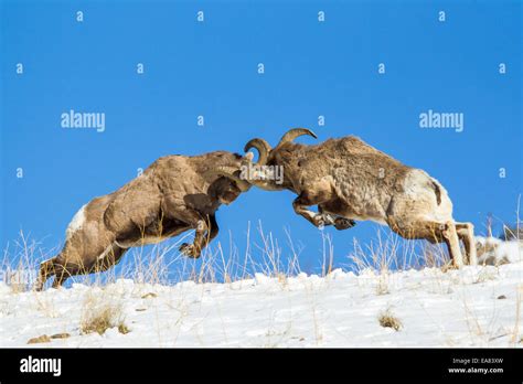 ram fight  res stock photography  images alamy