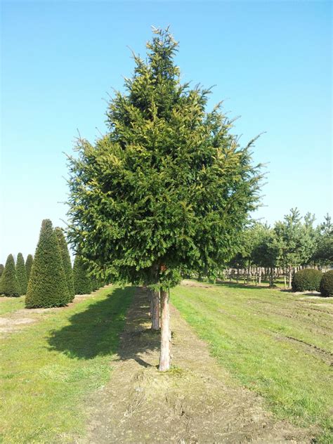 Taxus baccata | Venijnboom, gewone Taxus - Van den Berk Boomkwekerijen