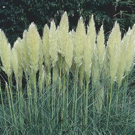 Dwarf Pampas Grass Pumila Cortaderia Selloana Mygardenlife