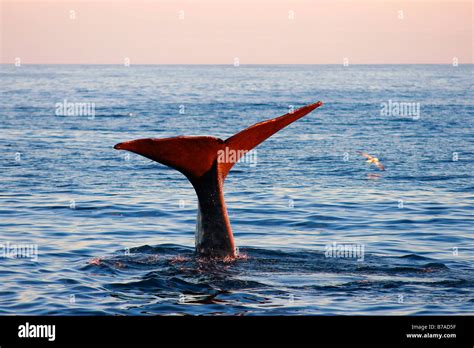 Fluke Of A Sperm Whale Physeter Catodon Or Physeter Macrocephalus