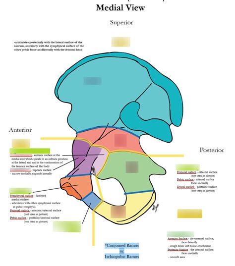 Pelvic Bone Os Coxa Medial View Diagram Quizlet