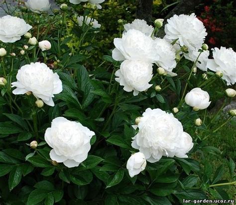 Paeonia White Sarah Bernhardt ~ Пион Белый Сара Бернар — Садовые ...