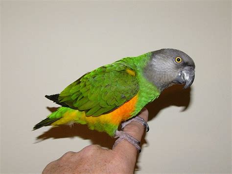 Senegal Parrot Facts Pet Care Housing Feeding Pictures