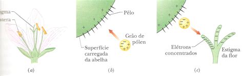 A Polinização Que Viabiliza O Transporte Do Grão De Pólen - Falando_de_FÍSICA: Polinização e Eletrostática