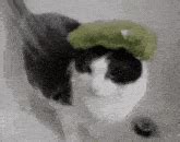 Cat Shower Xd GIF - Cat Shower Xd Cat Xd - Discover & Share GIFs