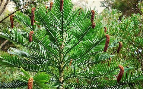 Десять тайн австралийского континента