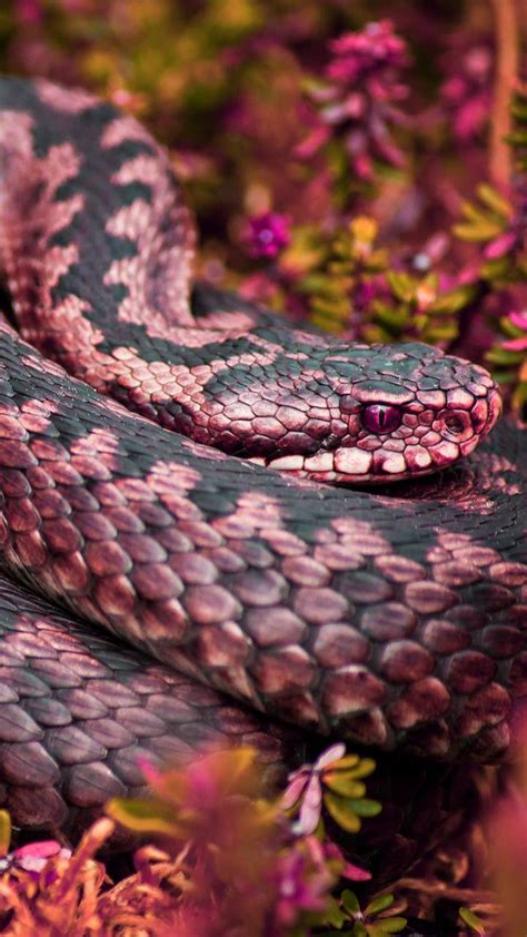 Pink Snake HD Wallpapers - Top Free Pink Snake HD Backgrounds ...