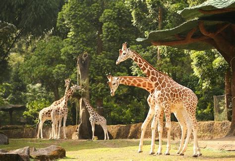 Paket Wisata Taman Safari Bogor Dari Bandung Joglo Wisata