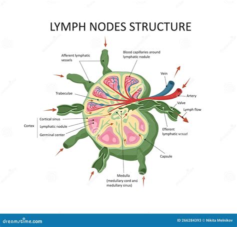 Lymph Node Structure Medical Educational Science Vector Illustration Stock Vector