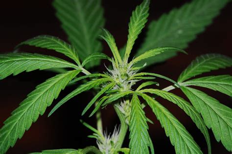 Does sativa help with anxiety? - CETfreedom