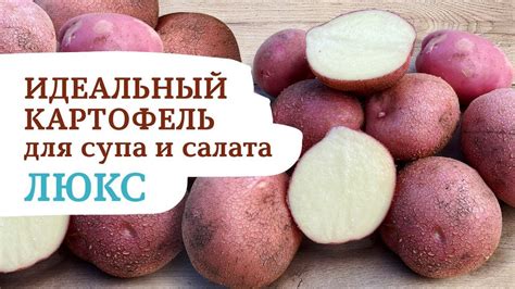 Для любителей ранней картошечки, сорт ЛЮКС ! - YouTube