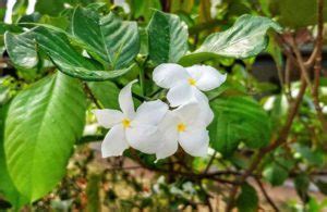 Jasmim Do Caribe Fotos Como Cultivar Plumeria Pudica