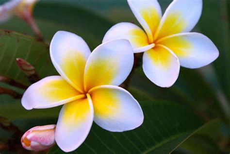 Champa Flower Wikipedia In Marathi Home Alqu