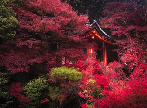 Japan Kyoto Parks Pagodas Trees Hd Wallpaper Rare Gallery