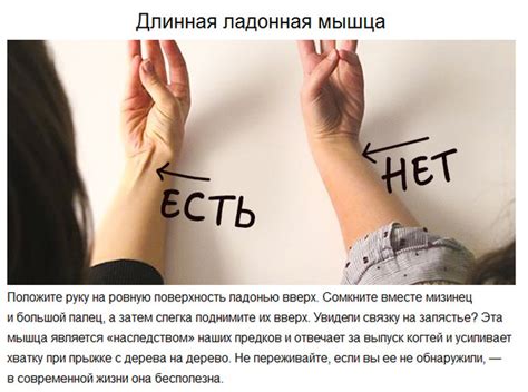 Приматы в сети? | Пикабу