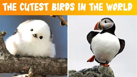 The Worlds Cutest Bird