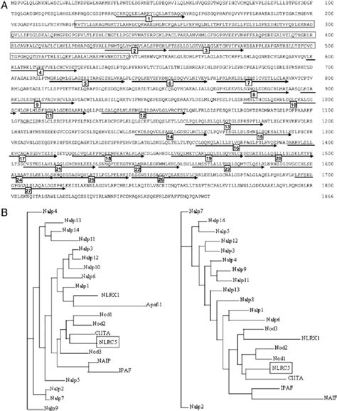 Characterization Of NLRC5 A Amino Acid Sequence Of Human NLRC5 The