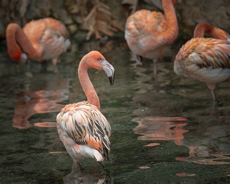 Bing Alsop Western Birds 8