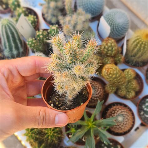 Opuntia Spinosior