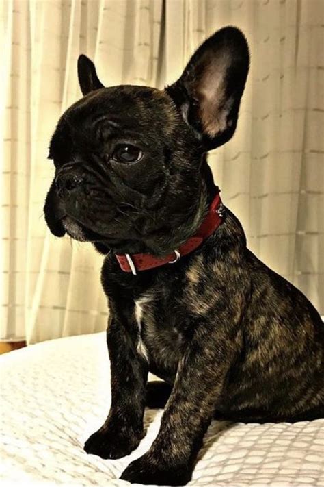 French Bulldog Size Guide Micro Teacup Toy Mini And Standard