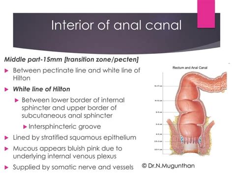 Rectum Anal Canal By Prof Dr N Mugunthan PDF