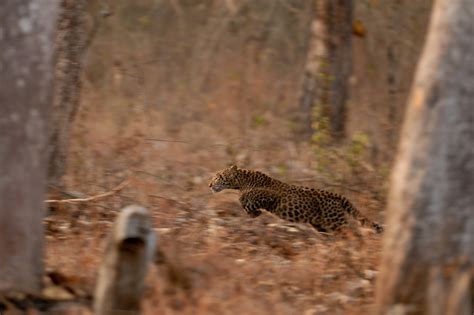 leopard kalyan varma photography