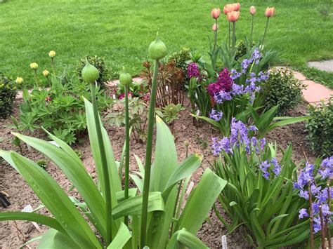 Луковичные цветы для сада - 72 фото