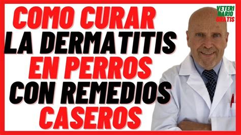 Guía Completa de Tratamiento Casero para la Dermatitis en Perros Tips