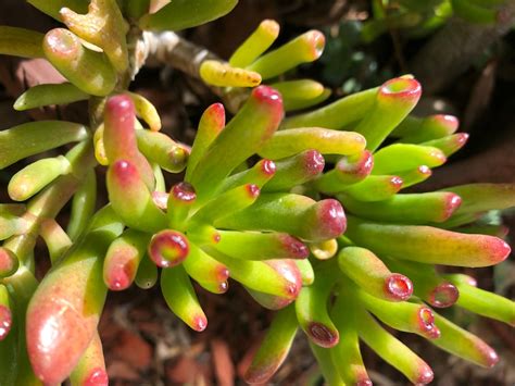 Crassula Ovata Skinny Fingers Coral Jade Etsy