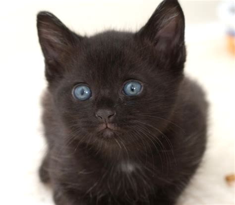 Imagenes de gatos gatitos Imágen de gatito negro ojos azules 14 10 16