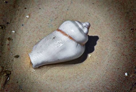 Ocean treasures / Сокровища морские на берег выброшенные | Flickr