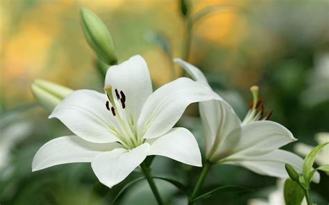 white lily flower
