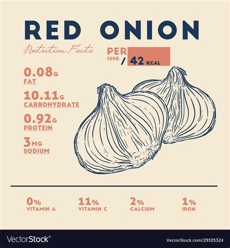 Nutrition Facts Red Onion Hand Draw Sketch Vector Image