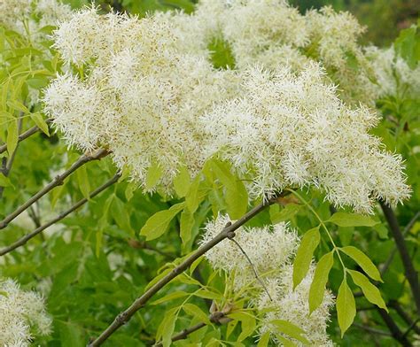 Fraxinus ornus - Manna Ash - Balkan Ecology Project