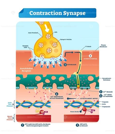 ATP muscle contraction cycle vector illustration labeled educational ...