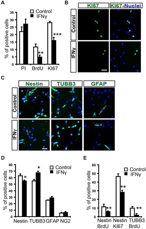 Frontiers Ifn Gamma Regulates Proliferation And Neuronal