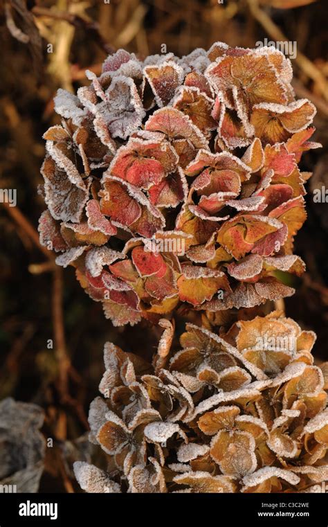 Hoar frost on flowers hi-res stock photography and images - Alamy