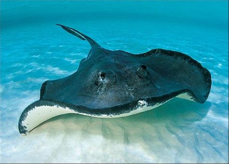 stingray  cool hd wallpapers