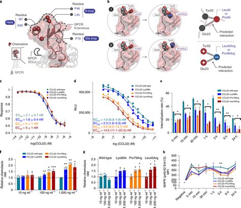 structural mapping   vitro functional analysis  ccl mutants