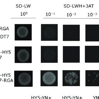 Rga Physically Interacts With Bbx A Yeast Was Transformed With A