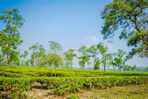 Green Tea Garden Of Assam Grown In Lowland And Brahmaputra River Valley Golaghat Tea